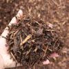 Our Canadian Red Mulch is an all natural mulch that is made from pine trees. The material has been sterilized to minimize potential disease. As with all mulches, Canadian Red is a wonderful garden cover to help reduce weed growth and retain moisture. 