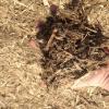 Our Darpak Mulch is an untreated tree mulch. This mulch can vary in colour and is generated from a variety of  local trees. This mulch works great as a utility mulch for around trees or pathways. 